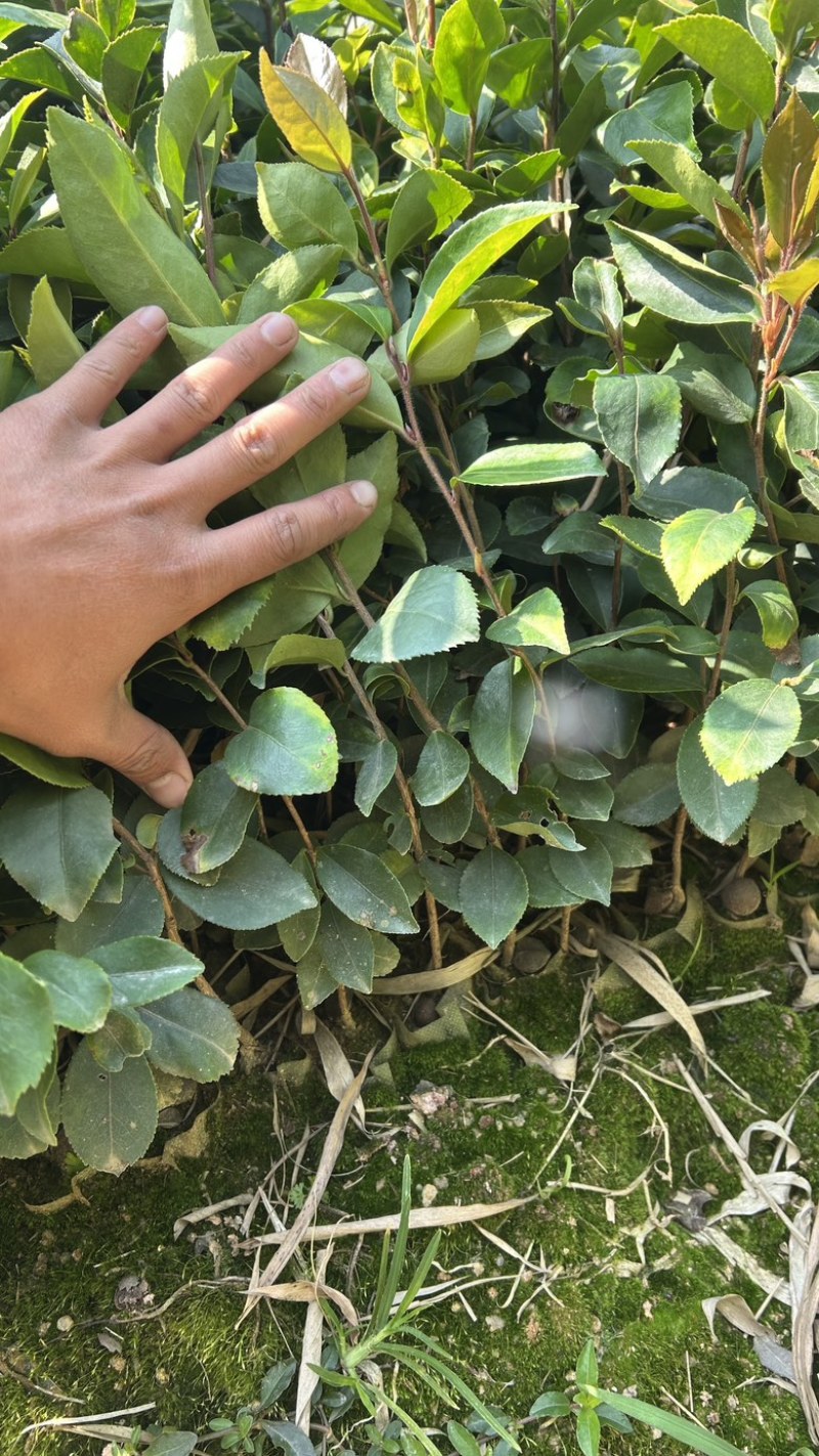 软枝油茶直生苗白花（高产、易种植，好管理）