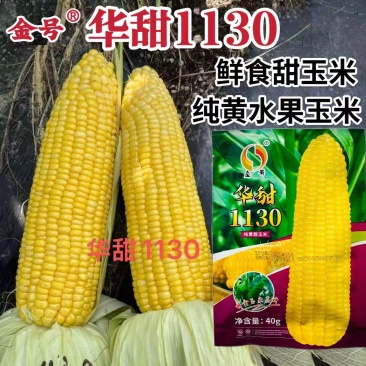 华甜1130甜玉米种子超甜黄色水果玉米种子糖度高鲜食种子
