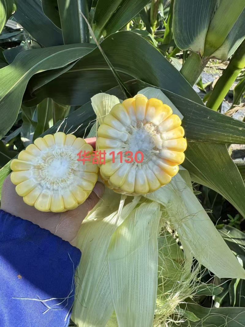 华甜1130甜玉米种子超甜黄色水果玉米种子糖度高鲜食种子