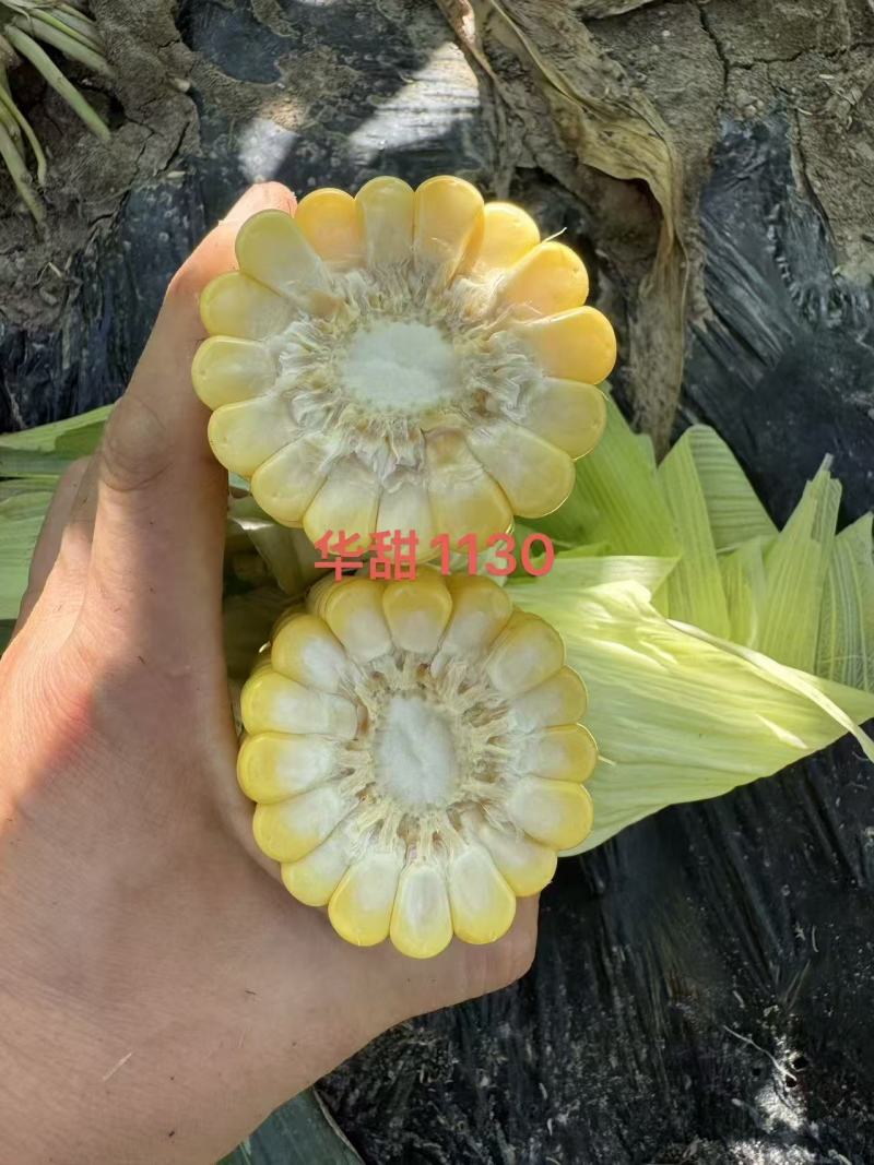 华甜1130甜玉米种子超甜黄色水果玉米种子糖度高鲜食种子