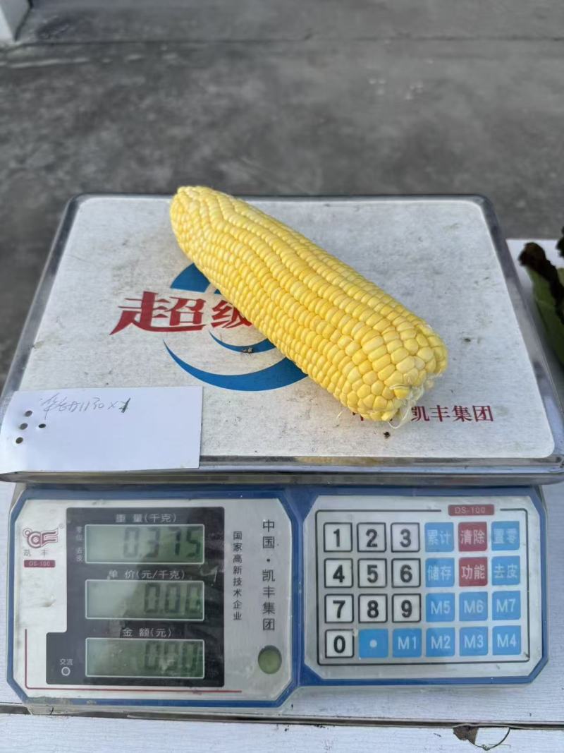 华甜1130甜玉米种子超甜黄色水果玉米种子糖度高鲜食种子