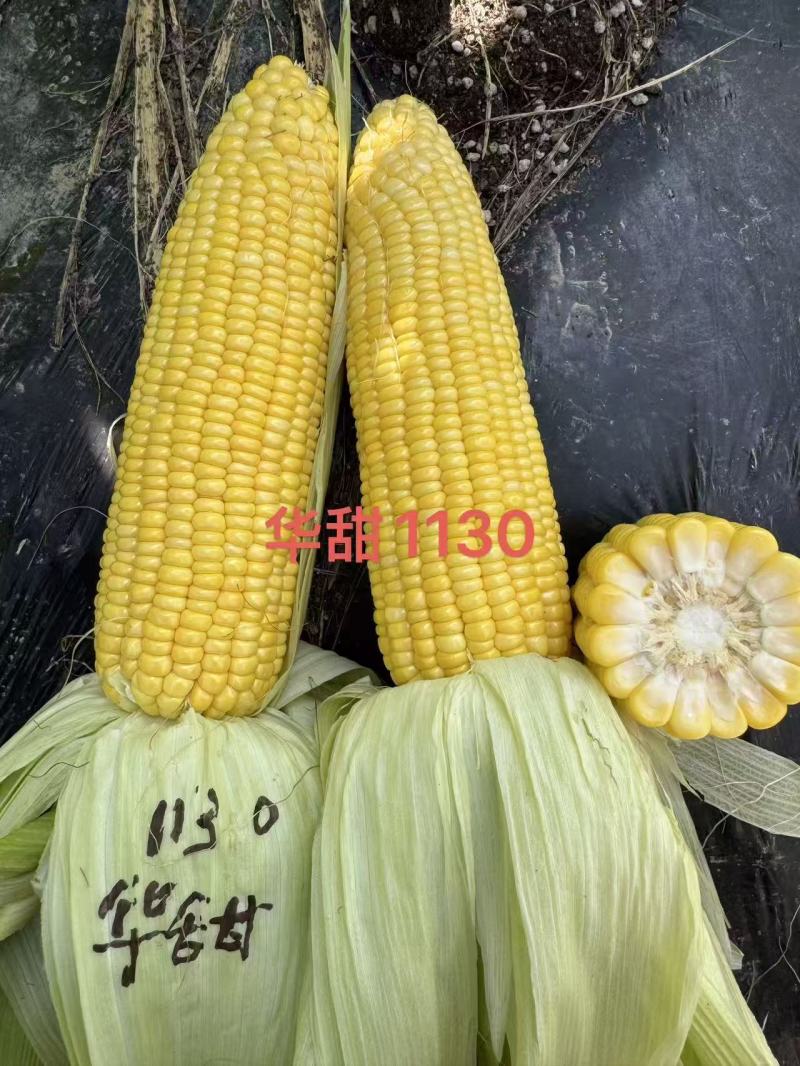 华甜1130甜玉米种子超甜黄色水果玉米种子糖度高鲜食种子
