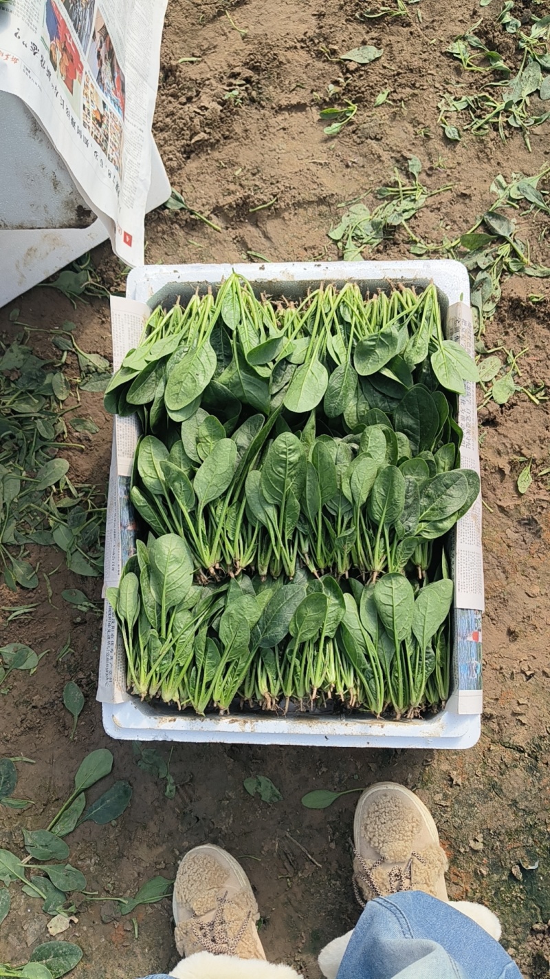 菠菜