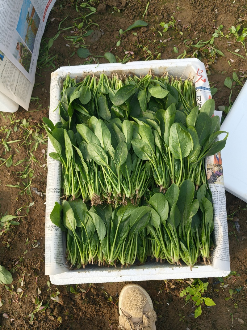 菠菜