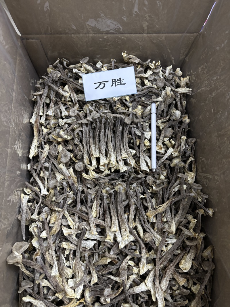 鹿茸菇干货产地直销批发浓香切根脆脆菇精选菌菇蘑菇食用菌