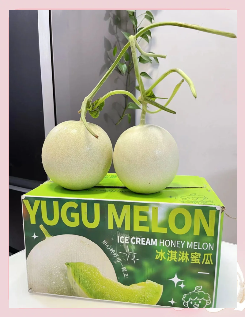 精品玉菇甜瓜大量上市，对接电商市场商超，超甜的冰淇淋甜瓜