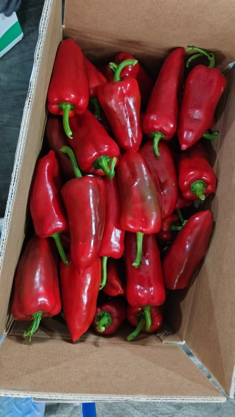 红泡椒大量供应市场