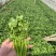 香菜
