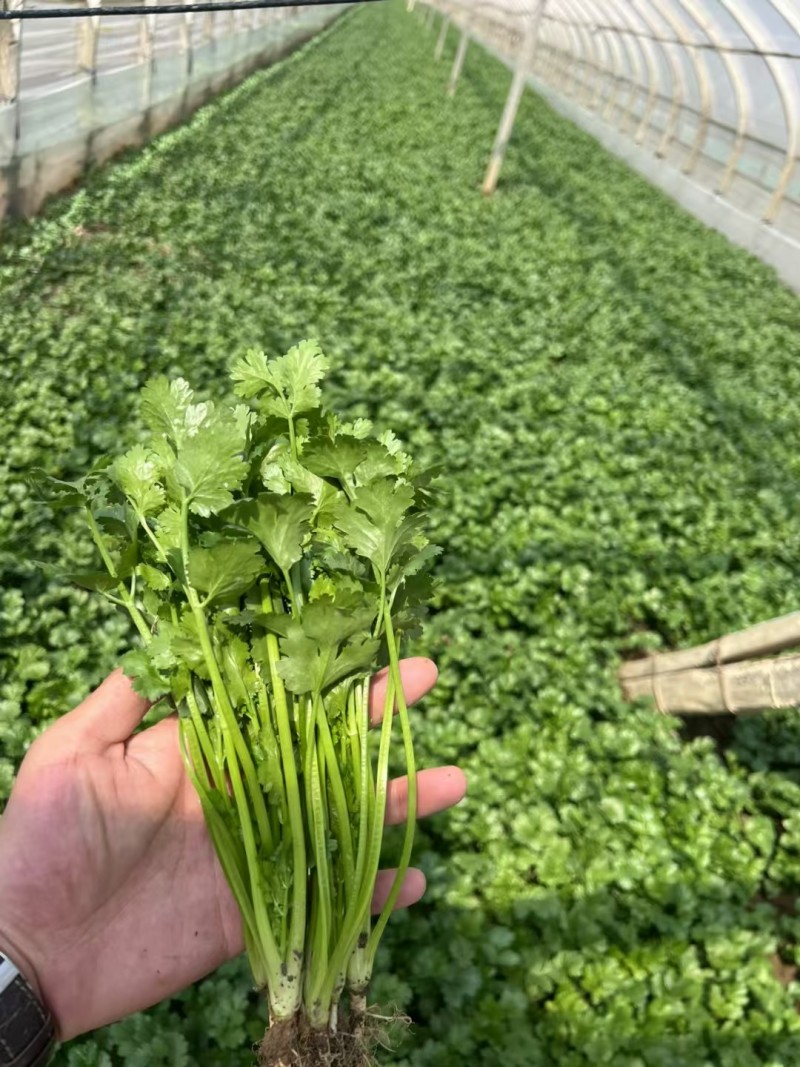 香菜