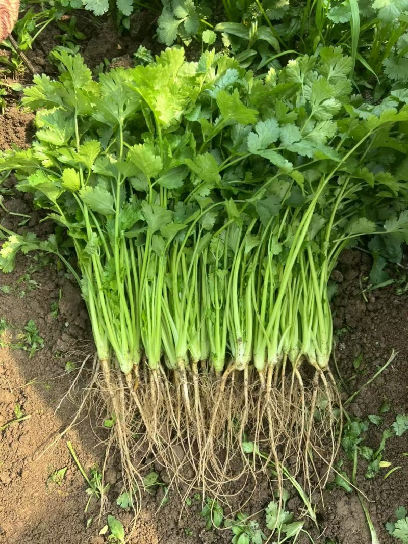 香菜