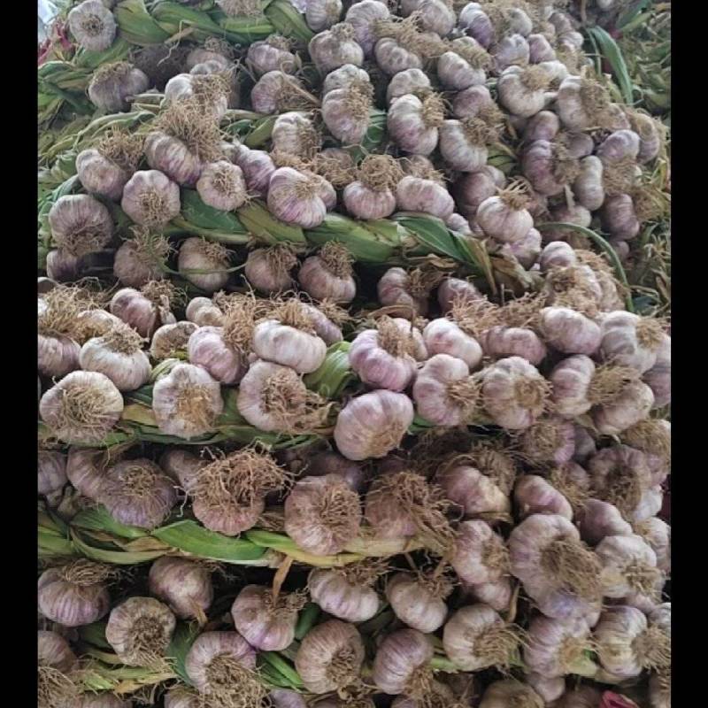 靖远小刘辫子蒜把子蒜