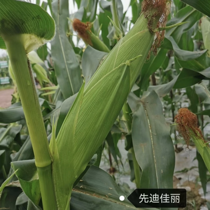 先迪佳丽甜糯玉米种子沃蔬抗病抗倒伏鲜绿大棒甜加糯玉米种籽