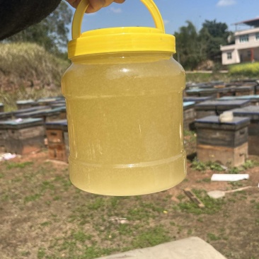 油菜花蜜，大量有货产地一手货源，量大优惠对接全国市场