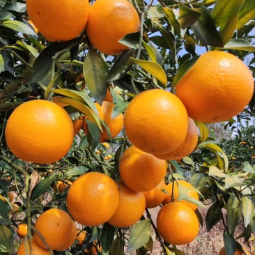 红江橙