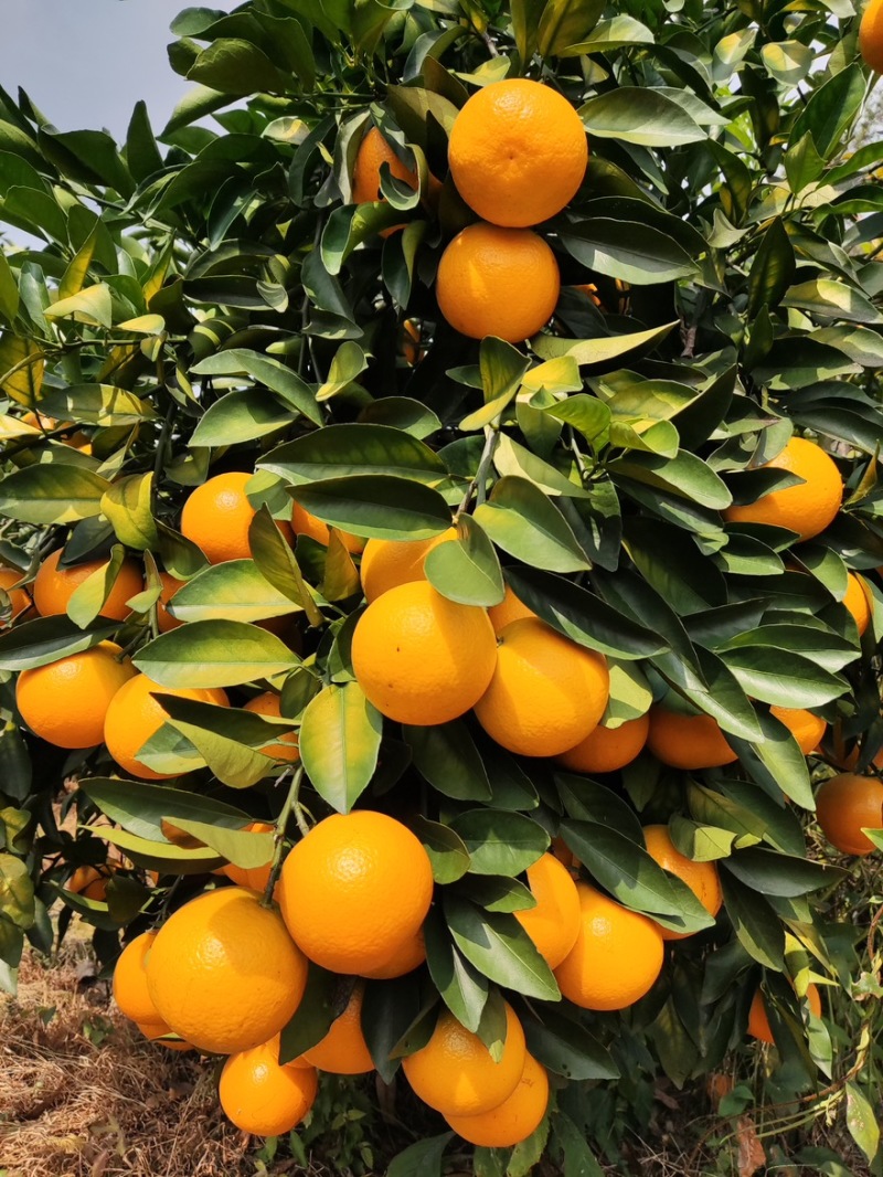 红江橙