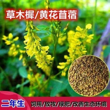 草木樨种子草木犀蜜源植物黄花草牧草型绿肥耐寒耐贫瘠草籽