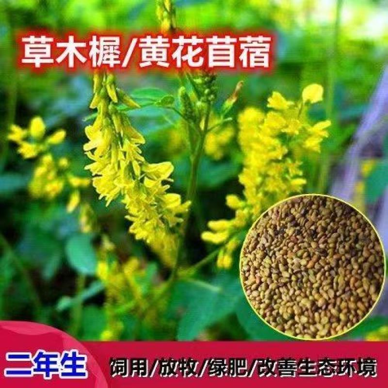 草木樨种子草木犀蜜源植物黄花草牧草型绿肥耐寒耐贫瘠草籽
