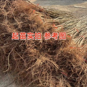 砂糖李苗冰糖李六月脆李苗脆甜又早产丰产，现挖现发包邮