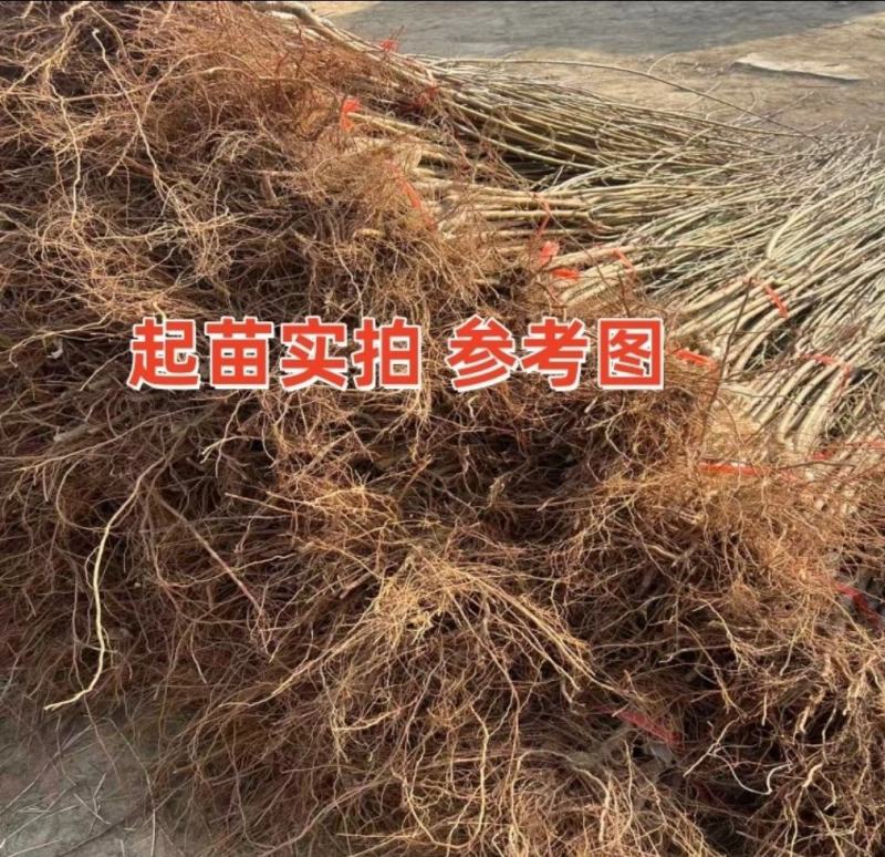 砂糖李苗冰糖李六月脆李苗脆甜又早产丰产，现挖现发包邮