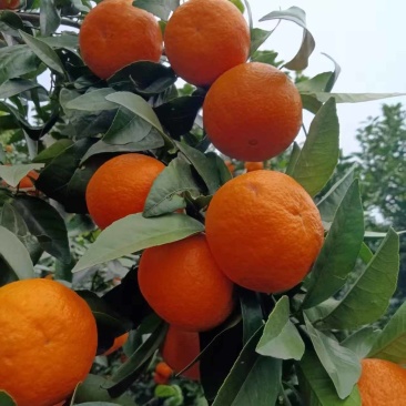 柑橘沃柑