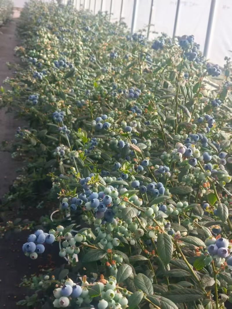 蓝莓基地直采