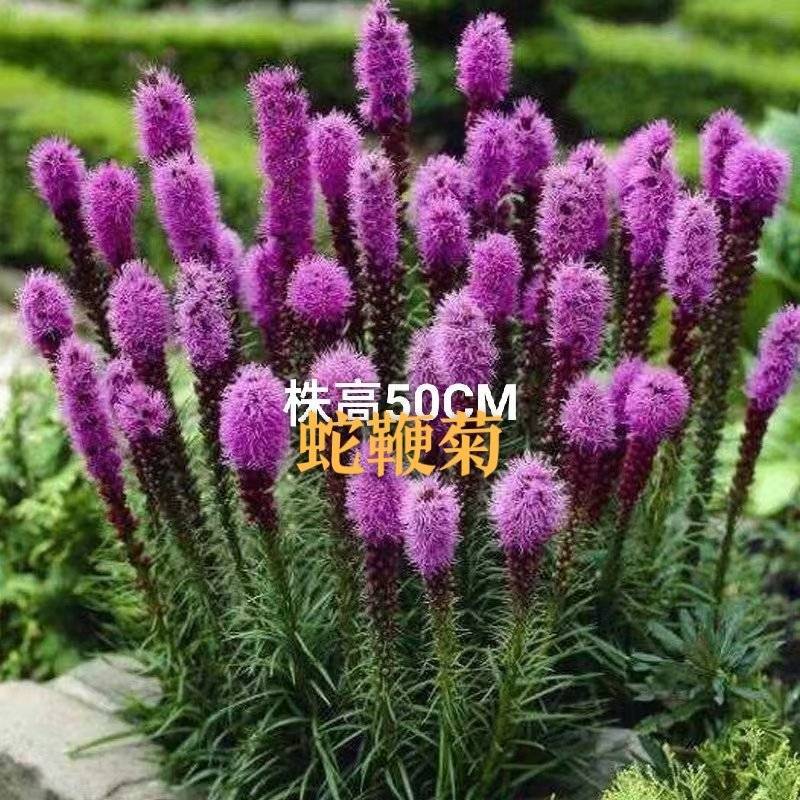 蛇鞭菊