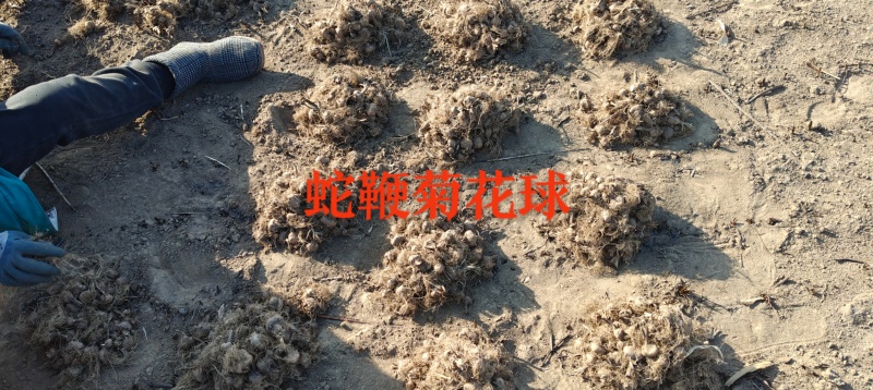 蛇鞭菊