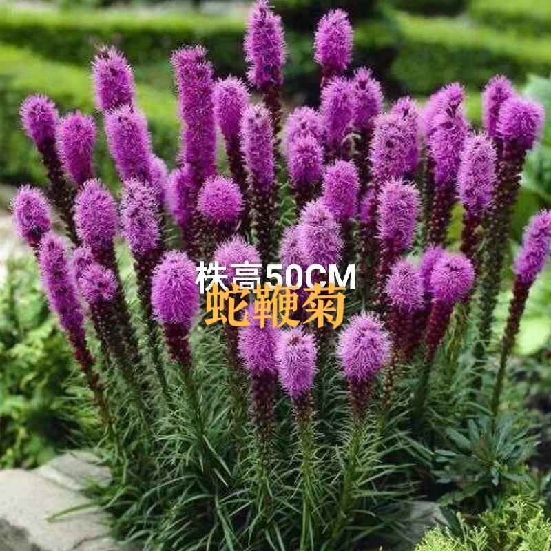 蛇鞭菊