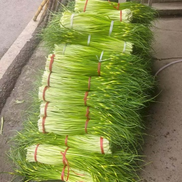 精品白帽蒜薹，湖北本地大量上市