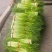 精品白帽蒜薹，湖北本地大量上市