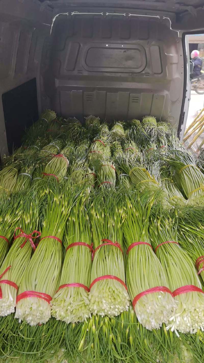 精品白帽蒜薹，湖北本地大量上市
