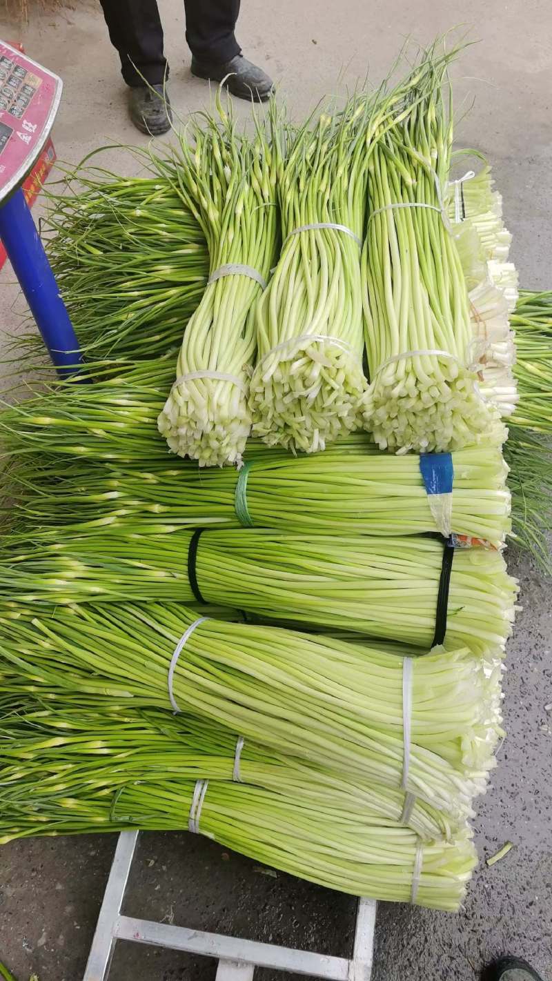 精品白帽蒜薹，湖北本地大量上市