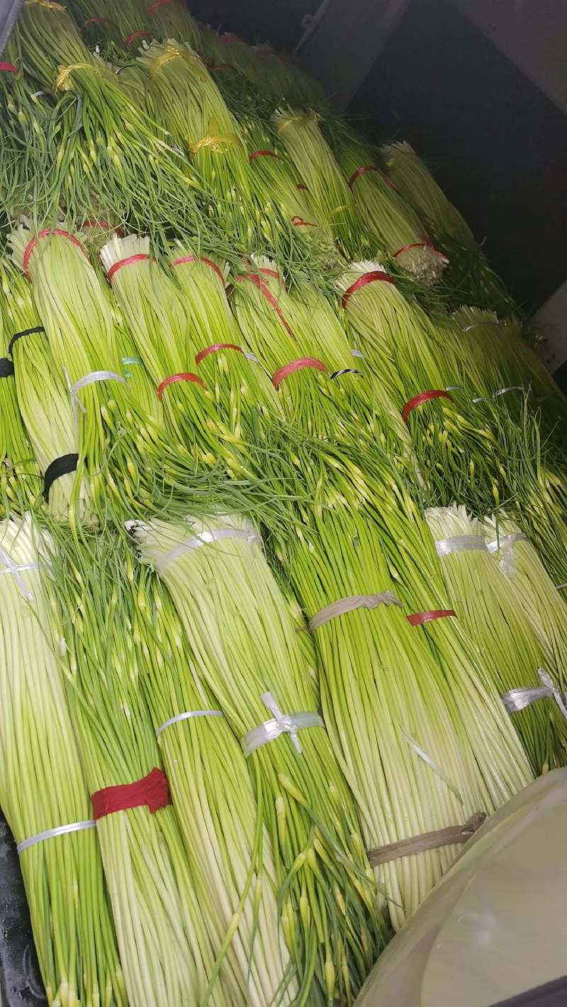 精品白帽蒜薹，湖北本地大量上市