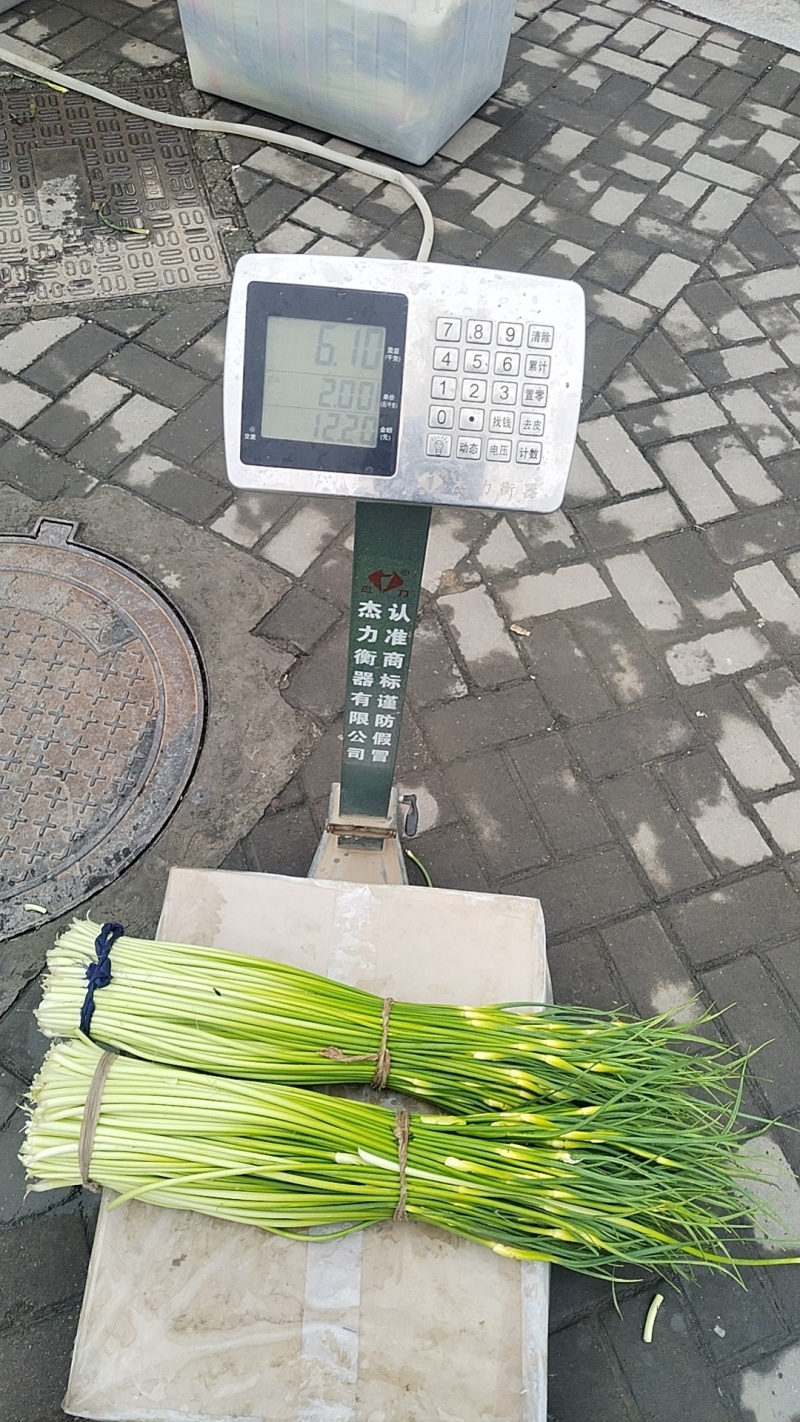 精品白帽蒜薹，湖北本地大量上市
