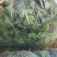 精品地趴菠菜，高品质，山东金乡，量大从优