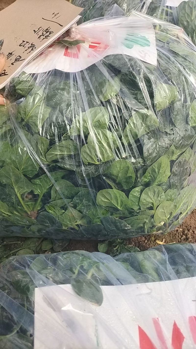精品地趴菠菜，高品质，山东金乡，量大从优