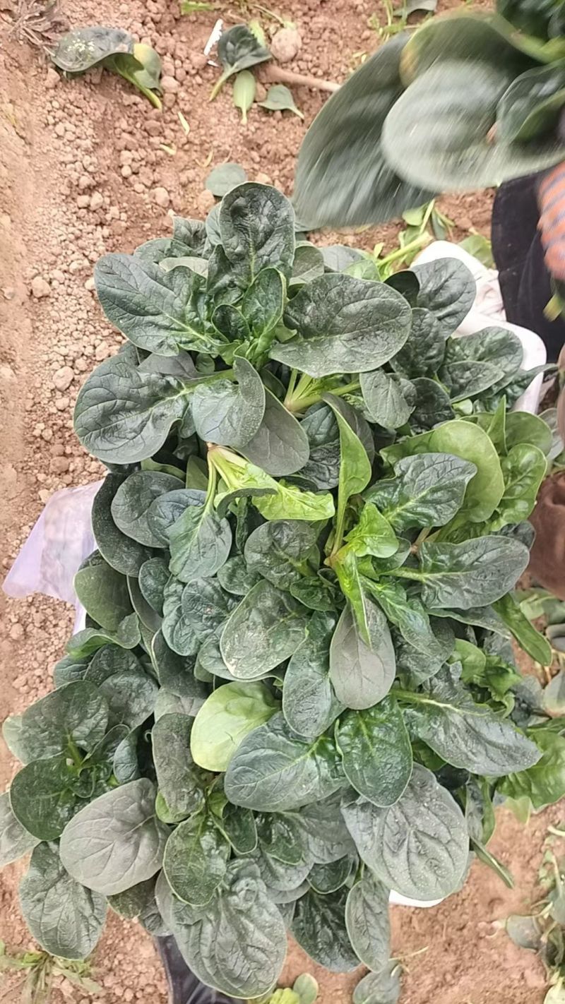 精品地趴菠菜，高品质，山东金乡，量大从优