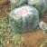 精品地趴菠菜，高品质，山东金乡，量大从优
