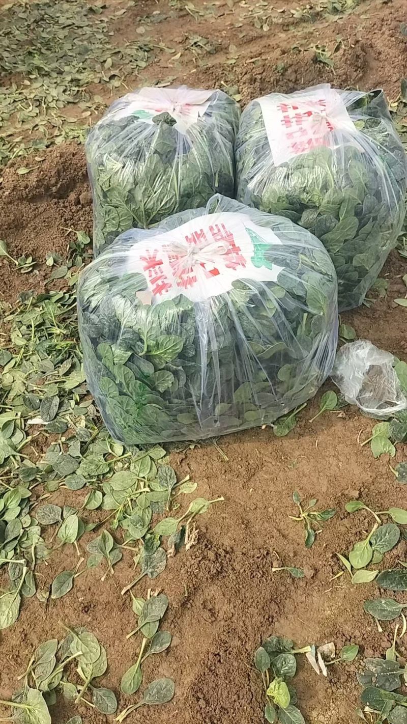 精品地趴菠菜，高品质，山东金乡，量大从优