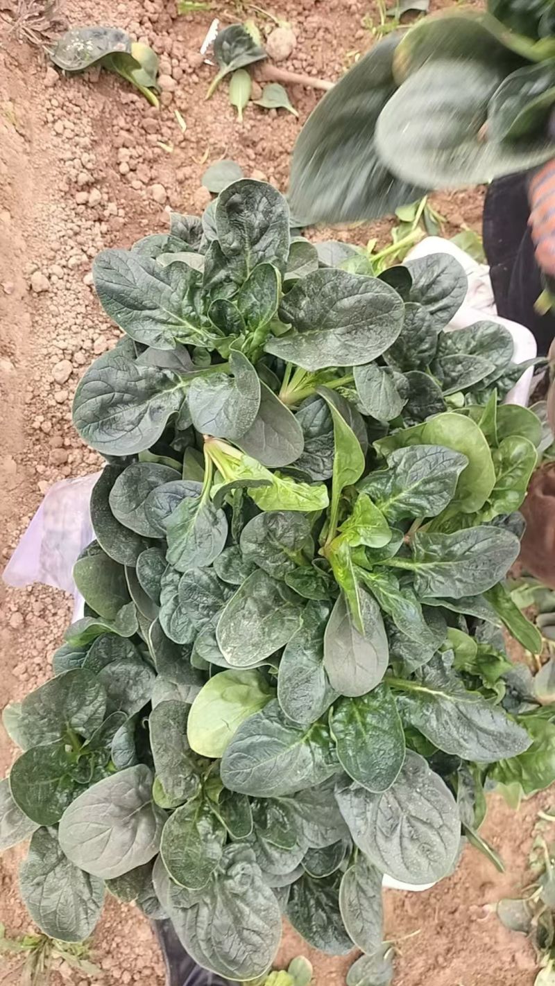 精品地趴菠菜，高品质，山东金乡，量大从优