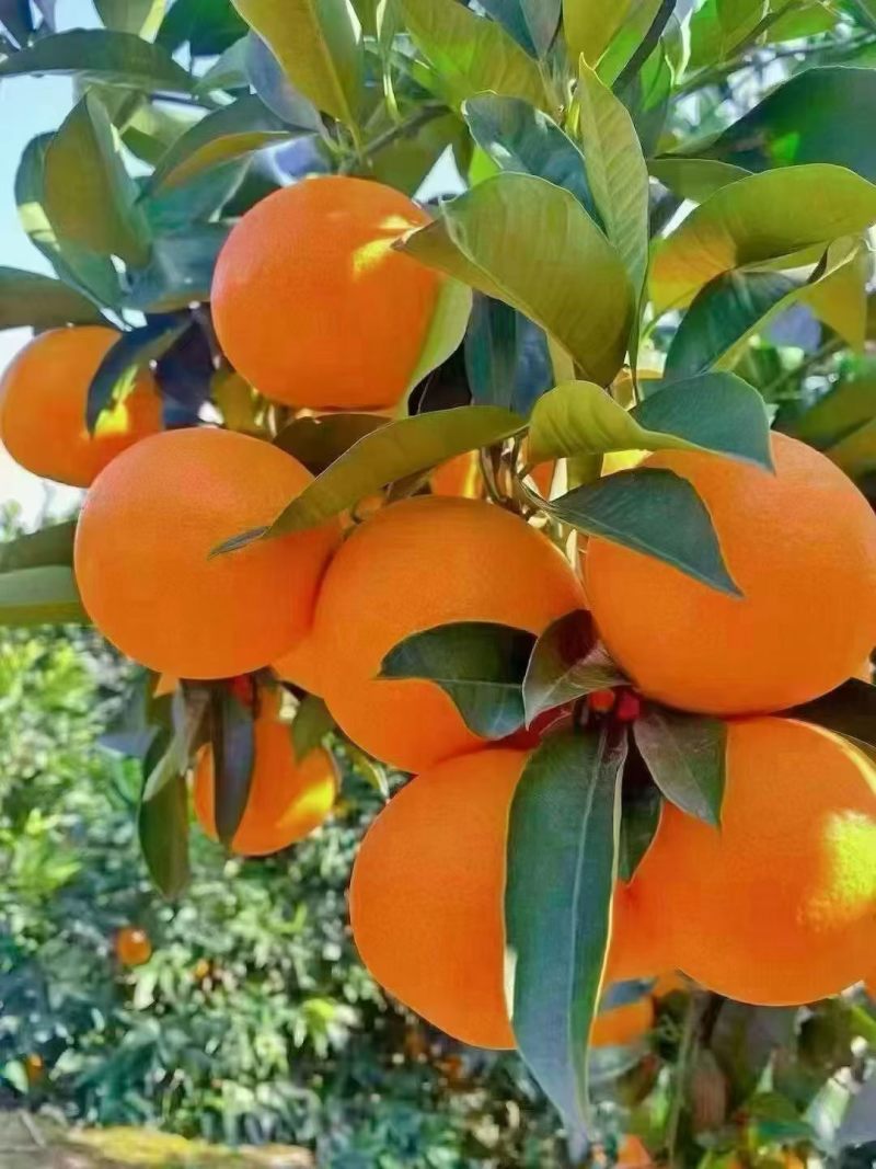 奉节脐橙72/1橙子🍊产地直发品质保障量大从优可视频