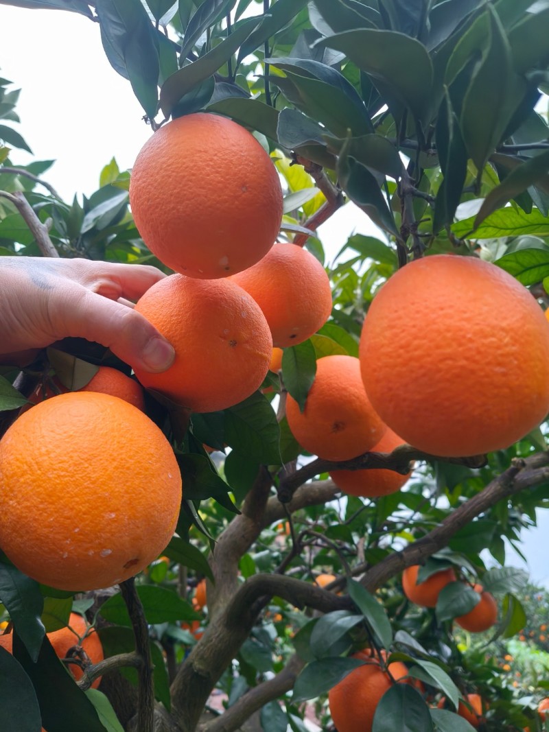 奉节脐橙72/1橙子🍊产地直发品质保障量大从优可视频