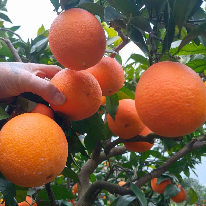 奉节脐橙72/1橙子🍊产地直发品质保障量大从优可视频