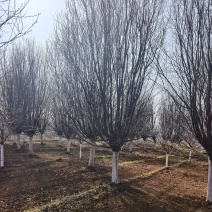 大规格的紫叶李，红叶基地，苗圃直销，一手货源，价格美丽！
