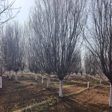 大规格的紫叶李，红叶基地，苗圃直销，一手货源，价格美丽！