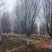 大规格的紫叶李，红叶基地，苗圃直销，一手货源，价格美丽！