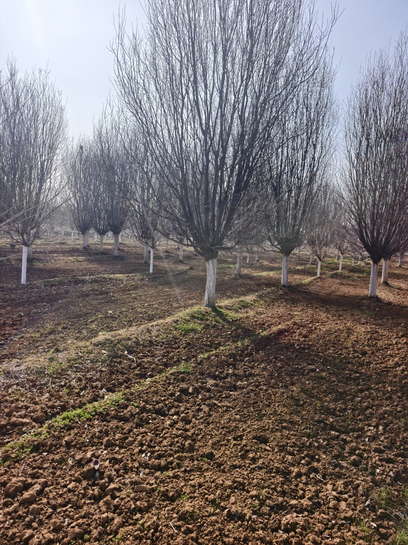 大规格的紫叶李，红叶基地，苗圃直销，一手货源，价格美丽！