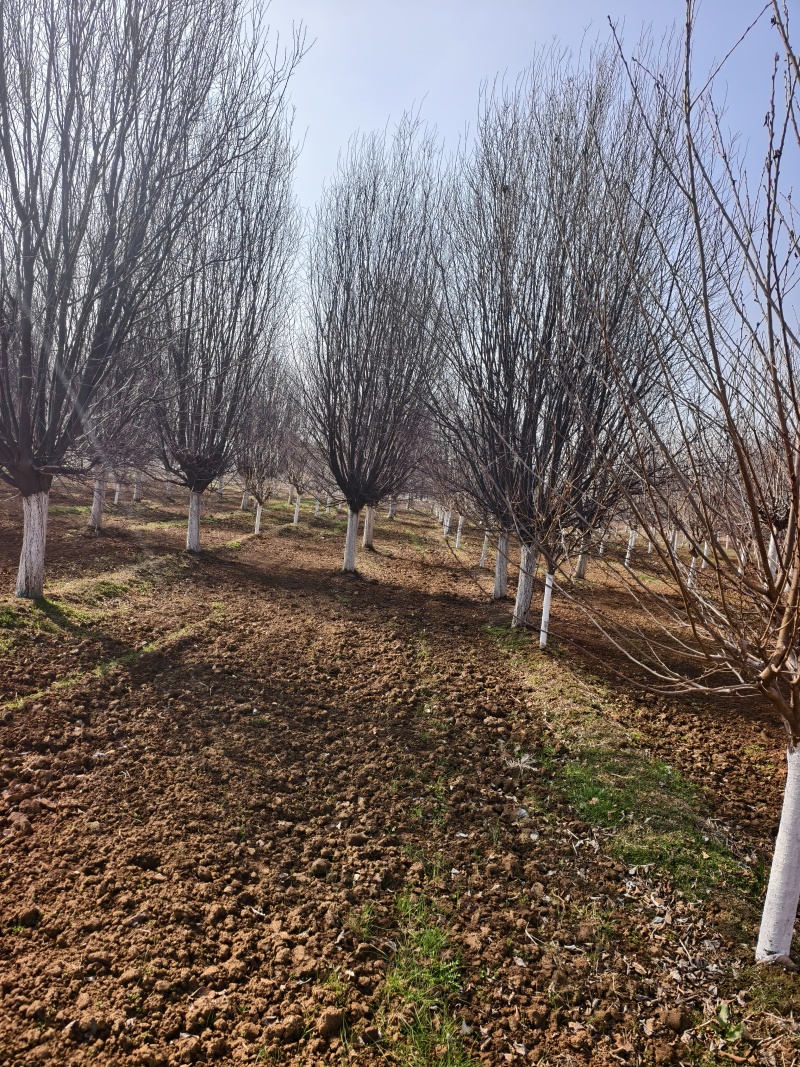 大规格的紫叶李，红叶基地，苗圃直销，一手货源，价格美丽！