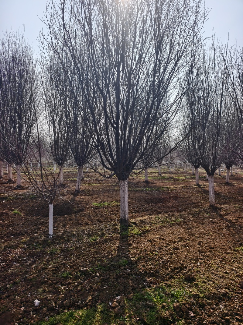 大规格的紫叶李，红叶基地，苗圃直销，一手货源，价格美丽！