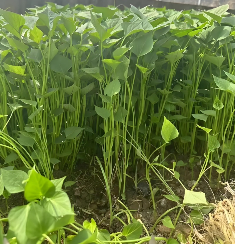 济薯26脱毒红薯苗拔苗高剪苗大田苗均有